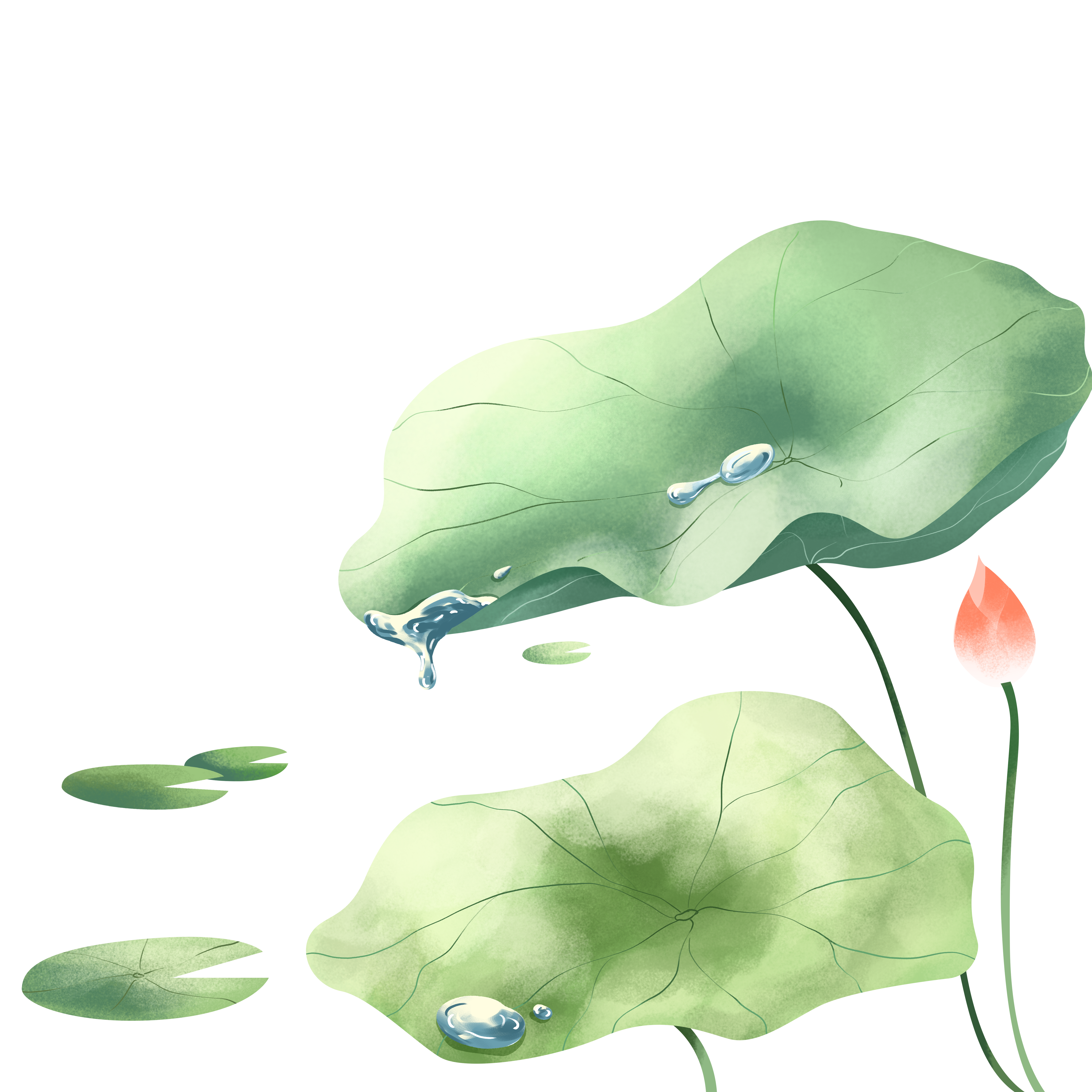 荷叶插画图片制作技巧