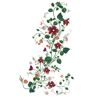 手绘花藤插画素材PNG透明背景