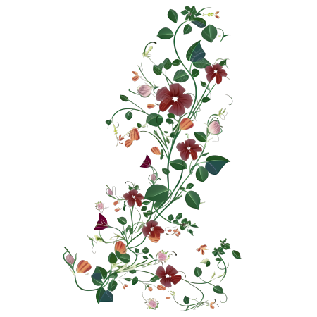 手绘花藤插画素材PNG透明背景