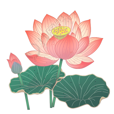 透明背景荷花PNG图形素材