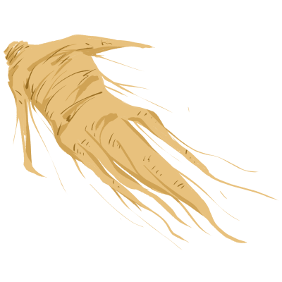 手绘人参药材插画设计元素