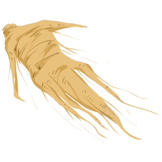 手绘人参药材插画设计元素