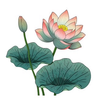 手绘荷花PNG图形素材