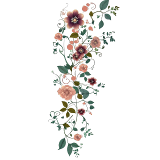 手绘花草插画PNG素材