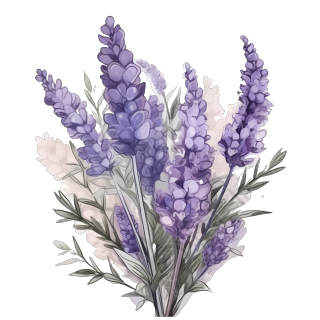 透明背景手绘薰衣草花束PNG插画设计元素