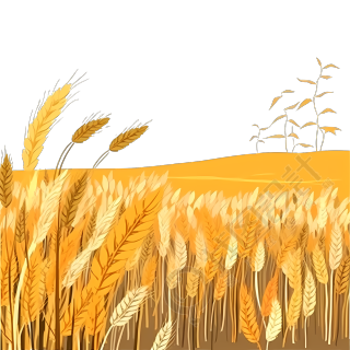 手绘插画金色麦田PNG素材