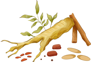 手绘几种药效不同的草药插画