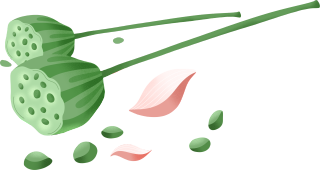 手绘绿色莲蓬素材