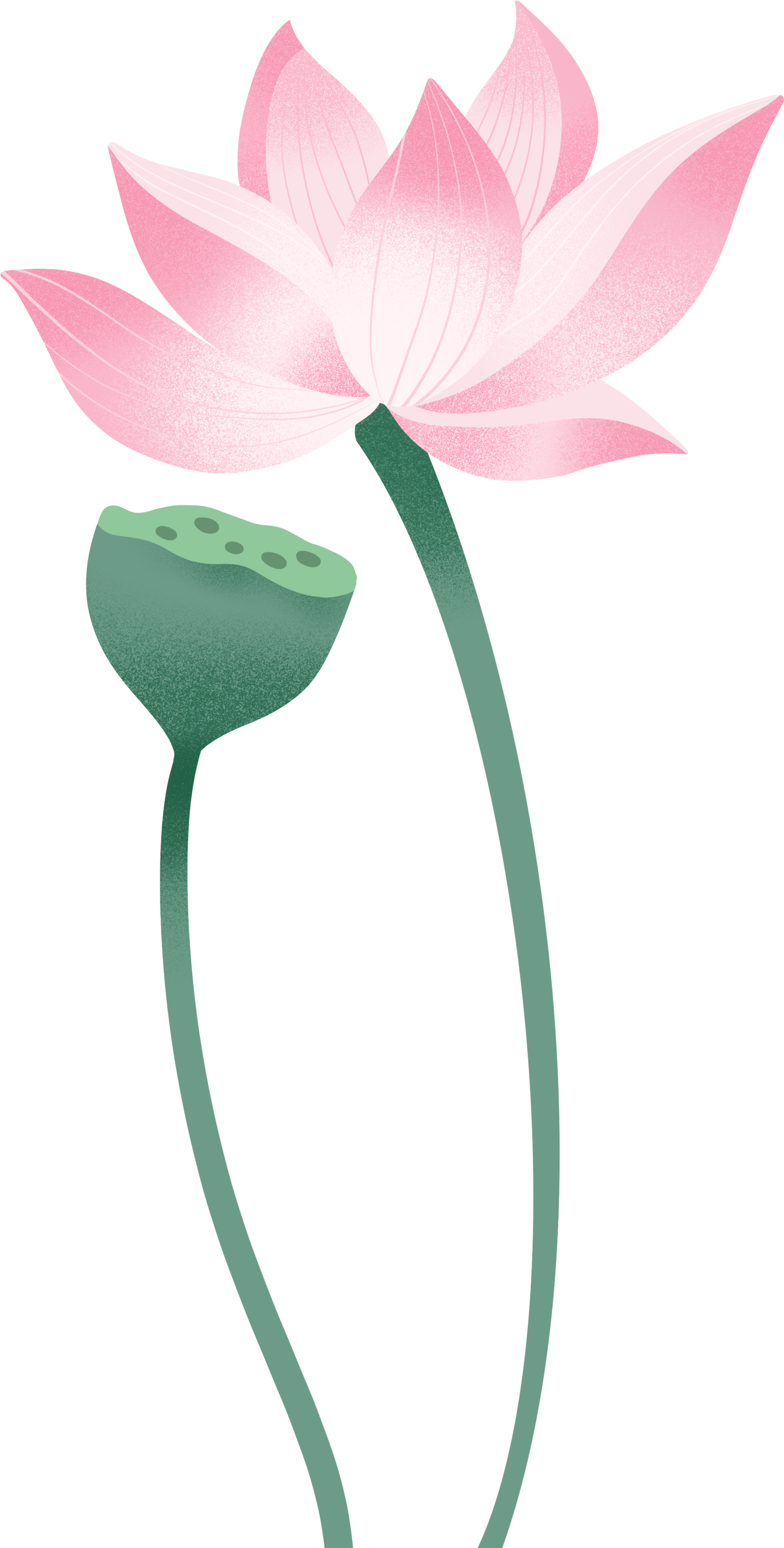 荷花莲蓬创意设计素材