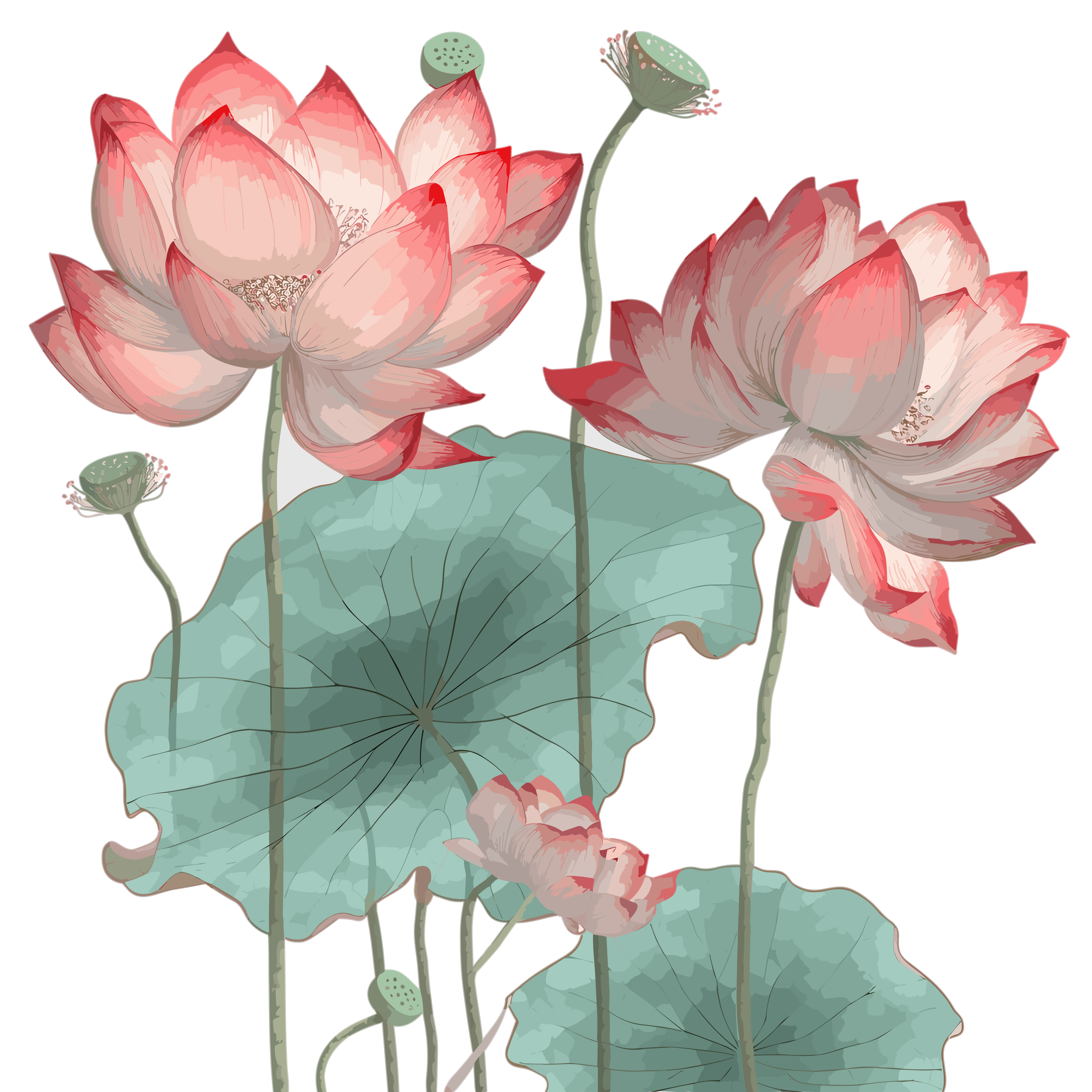 灰色背景上透明红莲花元素