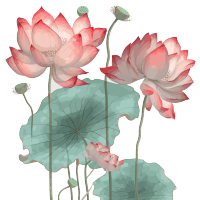 灰色背景上透明红莲花元素