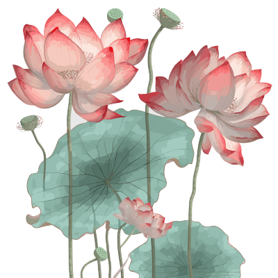 灰色背景上透明红莲花元素