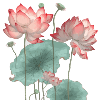 灰色背景上透明红莲花元素