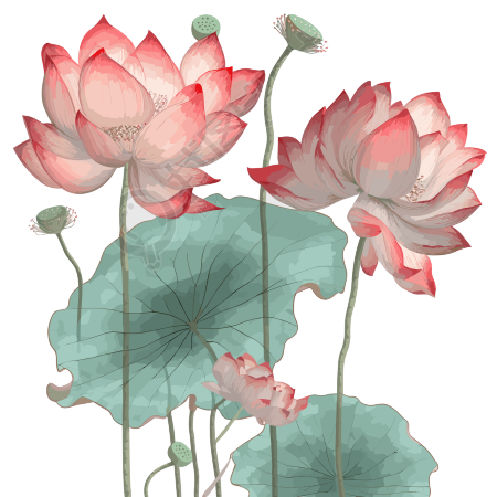 灰色背景上透明红莲花元素