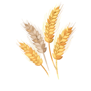 黄色小麦穗插画元素