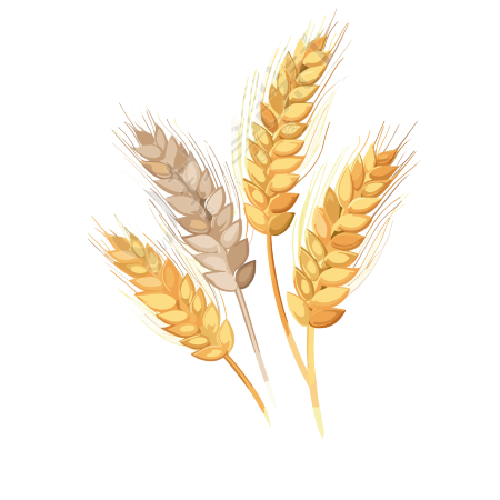 黄色小麦穗插画元素