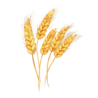 小麦穗矢量插画
