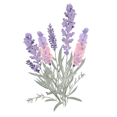 透明背景的紫罗兰花束矢量粉色扁平插画