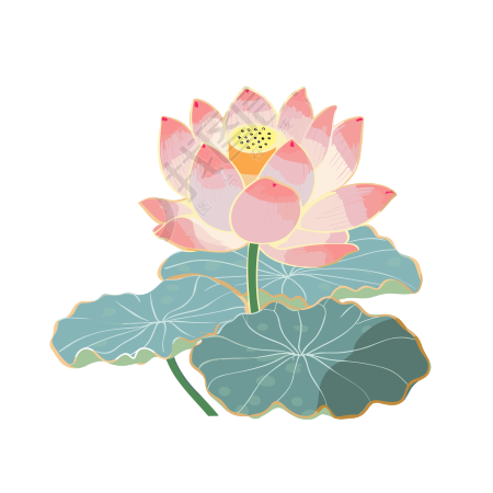 粉色荷花透明背景风格插画