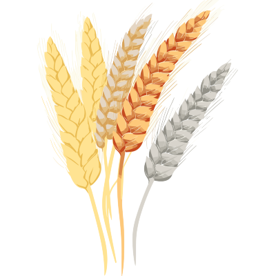小麦穗