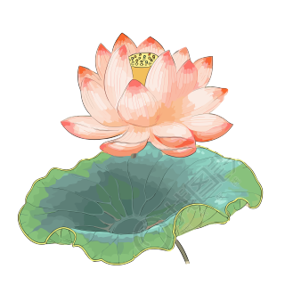 扁平插画莲花设计元素