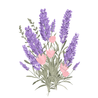 透明背景下的薰衣草花束插画