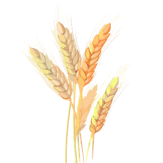 小麦穗矢量插画