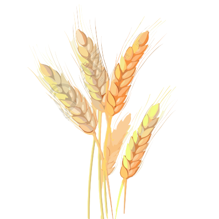 小麦穗矢量插画
