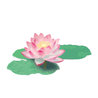夏日池塘里的荷花透明背景高清图形素材