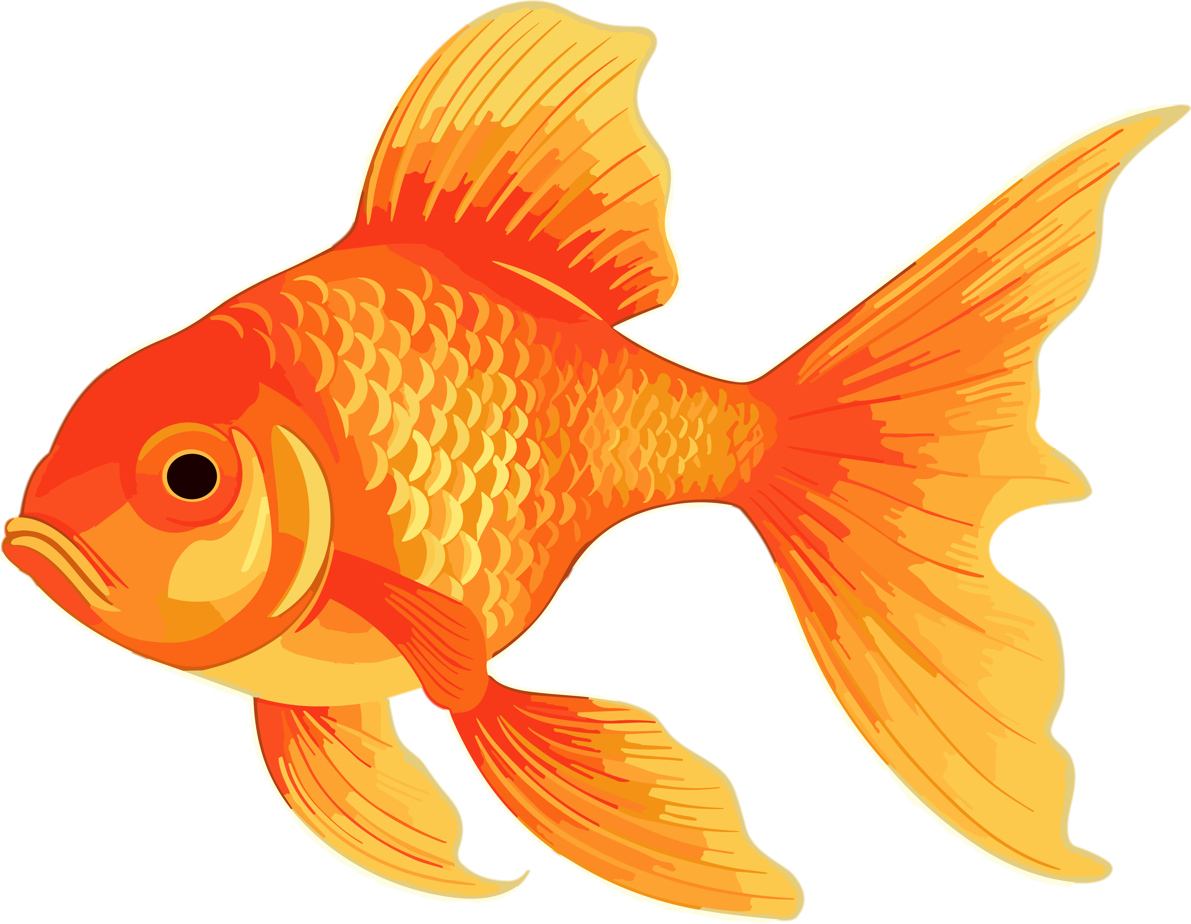 金鱼PNG透明素材