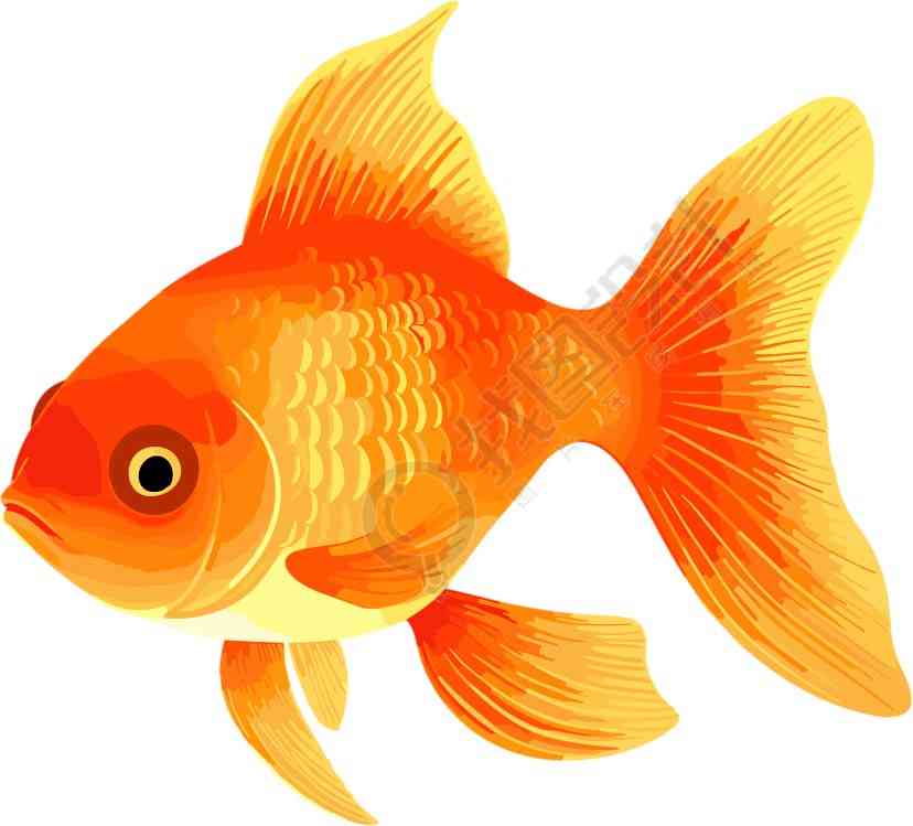 水族馆里的金色鲤鱼图片