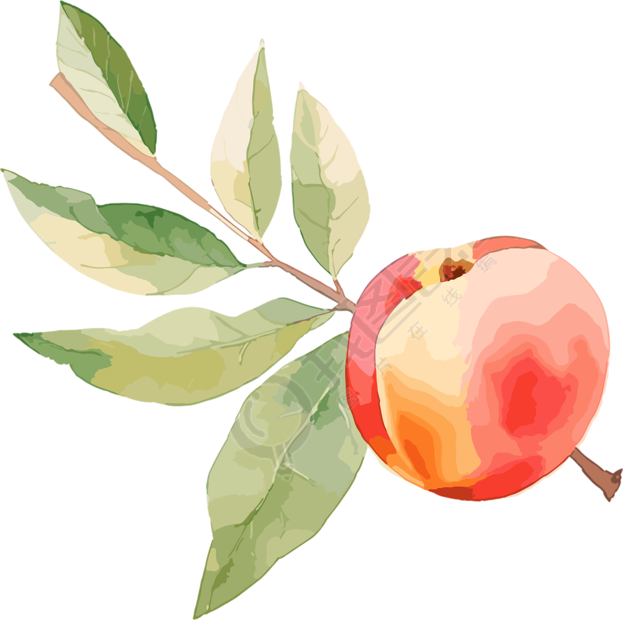 日常水果脆桃桃树枝插画素材
