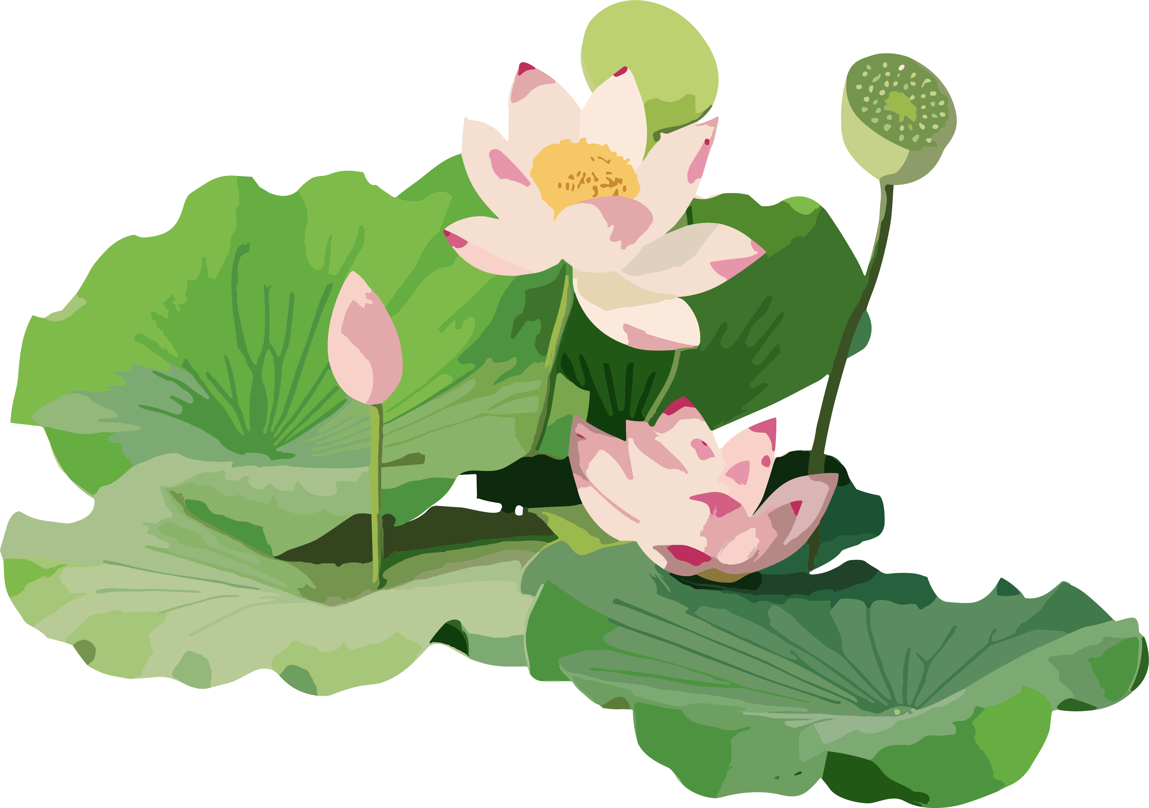 清新莲花和莲叶元素