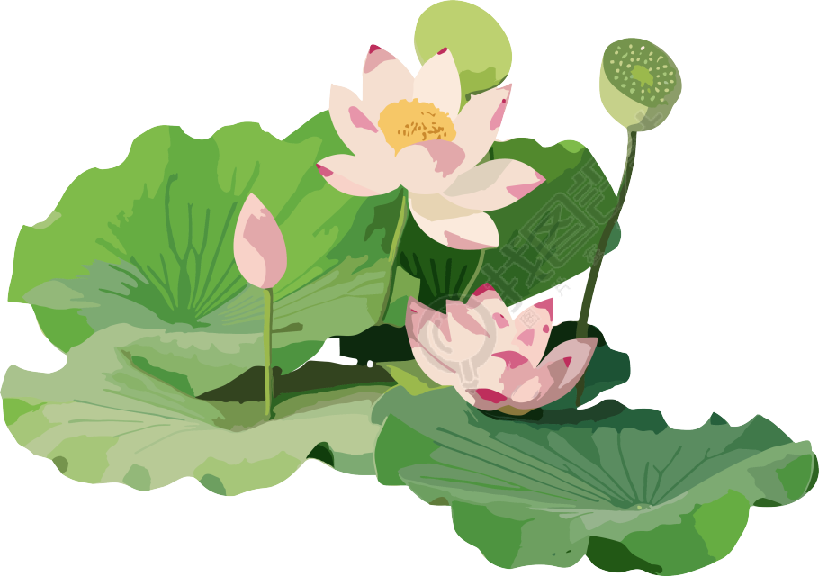 清新莲花和莲叶元素