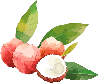 荔枝水彩风格素材
