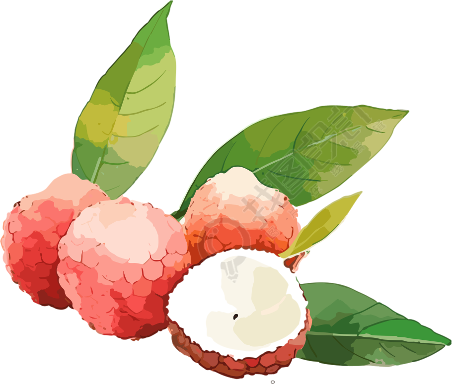荔枝水彩风格素材