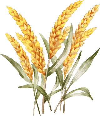白底水彩风格的金色小麦穗