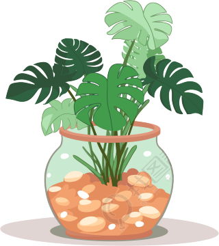 龟背竹透明背景高清插画设计