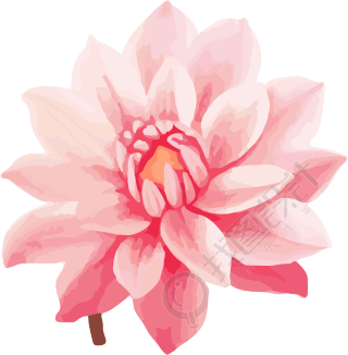 粉色花朵矢量插图