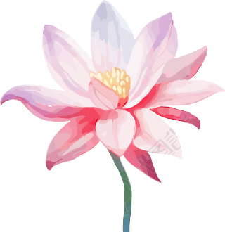 荷花花朵插画矢量素材