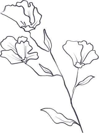 唯美手绘可商用线条花朵PNG素材