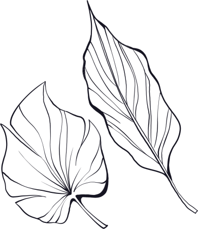 极简风线条叶子透明背景插画