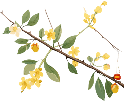 黄花枝头白底PNG图形素材
