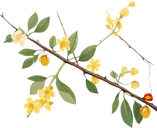 黄花枝头白底PNG图形素材