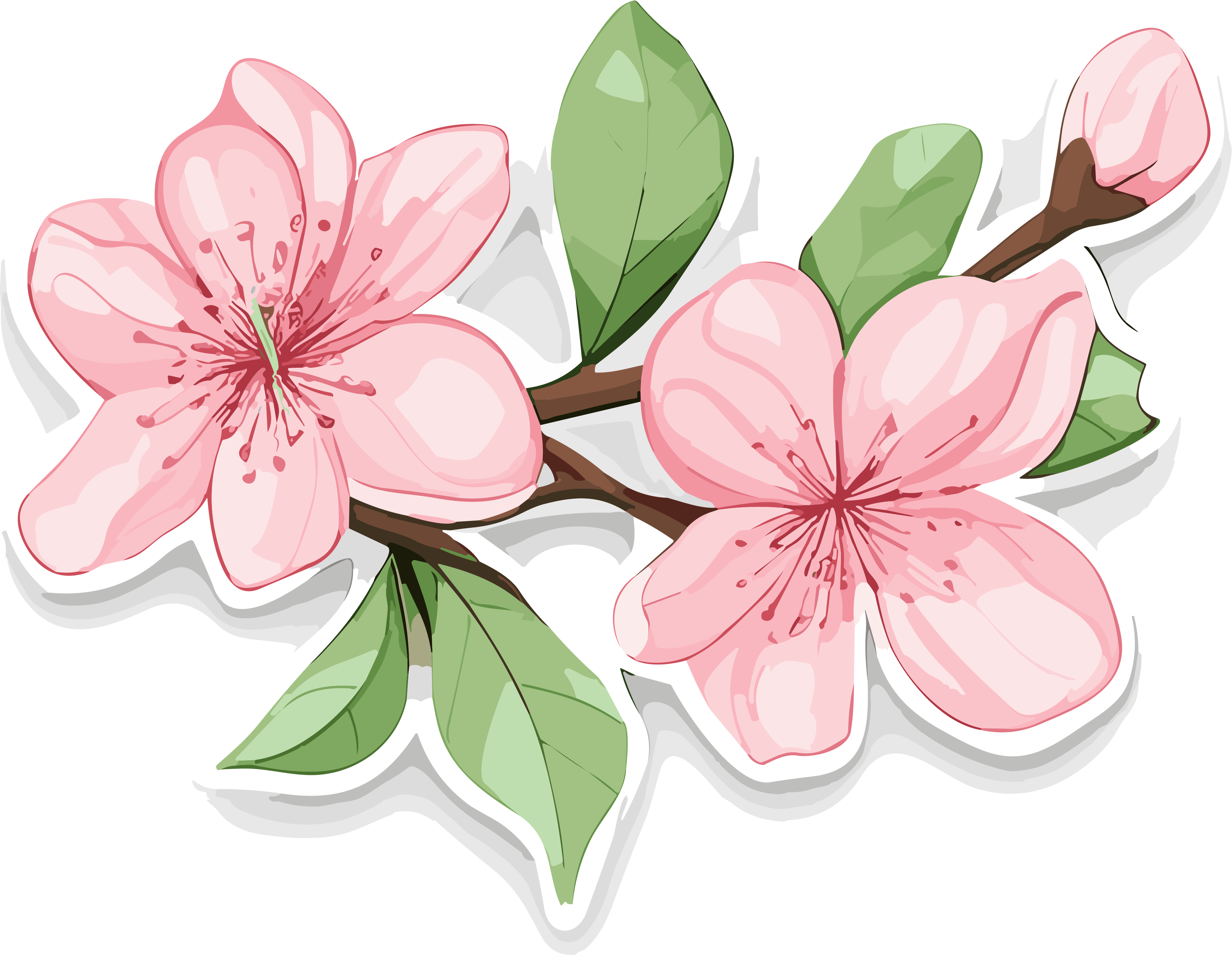 樱花与绿叶插画素材