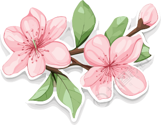 樱花与绿叶插画素材