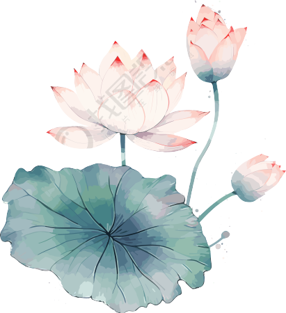 中国荷叶粉色花朵插画素材