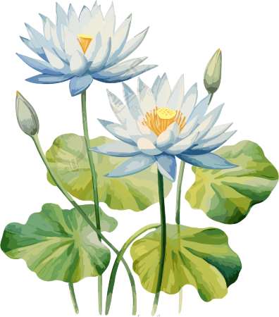 水莲花水彩插画艺术打印图形设计元素
