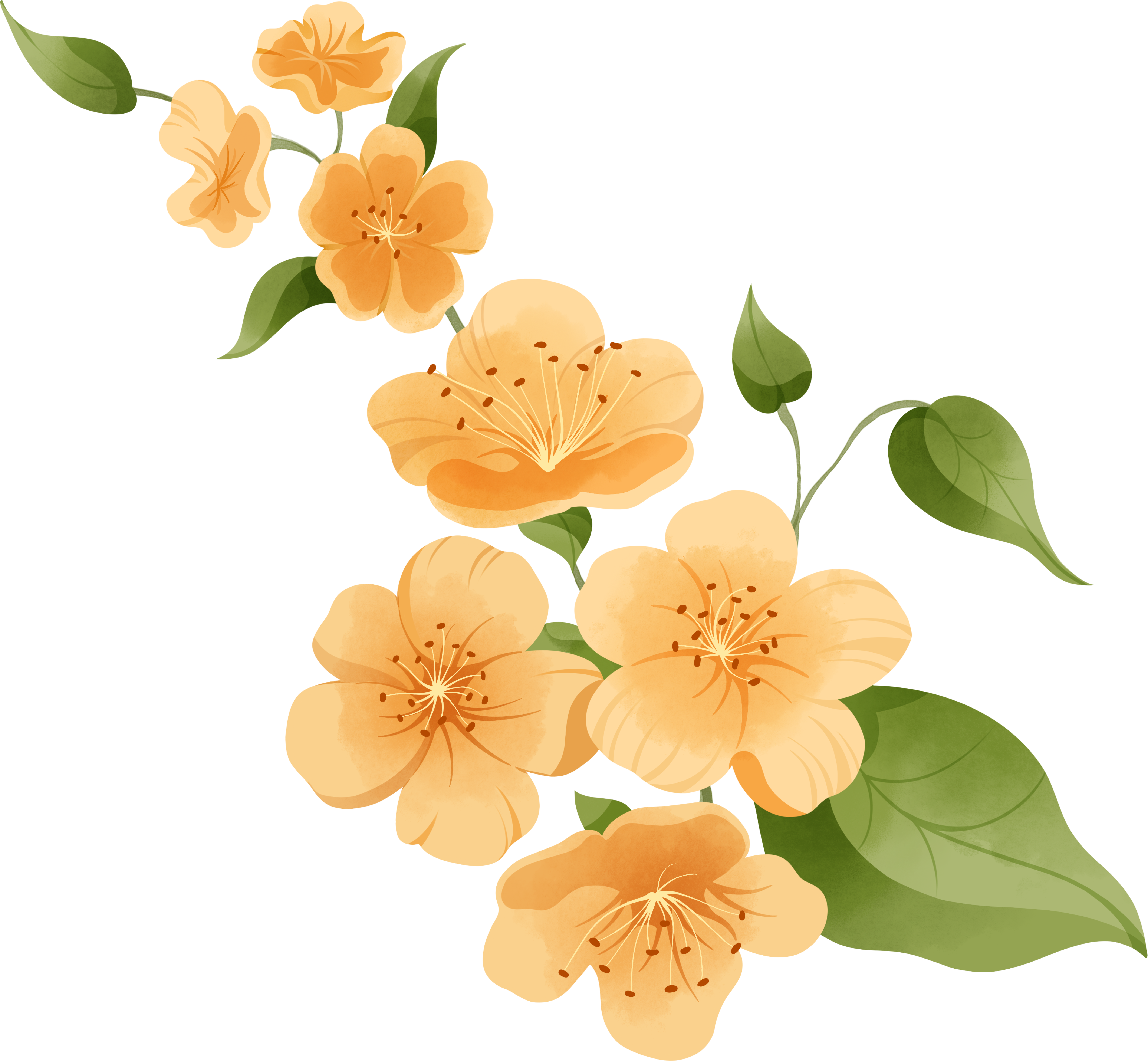 黄色花朵素材