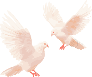 透明背景的鸽子生动插画设计素材